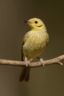 Yellow-tinted Honeyeater (Ptilotula flavescens), Western Australia, Australia