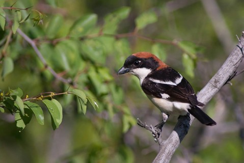 Lanius senator, red-headed shrike, woodchat shrike, birds, Bulgaria, male, passeri, songbirds,