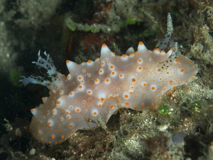 An orange-spotted nudibranch, the Batangas Halgerda (Halgerda batangas), glides across the seabed,