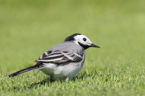 White wagtail (Motacilla alba), adult bird in a meadow, nature photography, wildlife, animals,