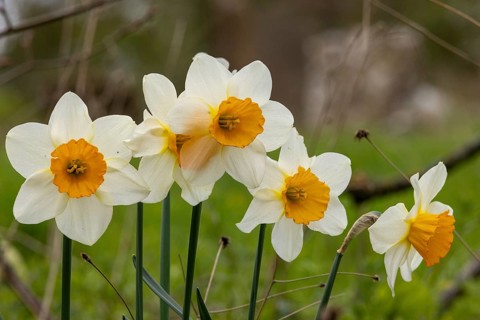Poet's Daffodil (Narcissus poeticus), Alveston, England, Great Britain