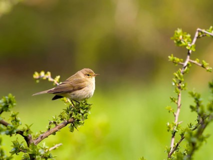 A chiffchaff (Phylloscopus collybita) perched on a blackthorn branch (Prunus spinosa), Solms,