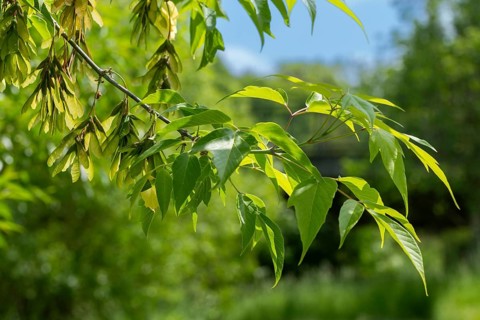 Acer negundo, box elder, ash maple, manitoba maple, sapindaceae, soap tree family, ash-leaved