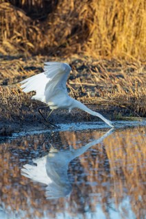 Great White Egret (Egretta alba) Germany