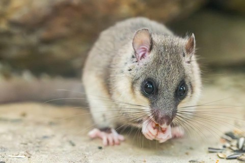 European edible dormouse (Glis glis) sitting on the ground, eating, Bavaria, Germany