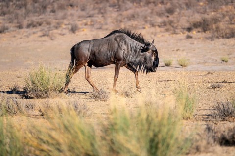 Blue wildebeest (Connochaetes taurinus) in the dry Nossob riverbed, Kalahari Desert, Kgalagadi