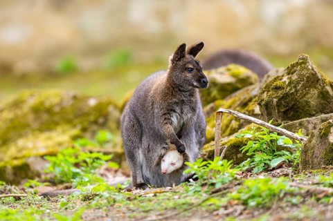 Tammar wallaby (Macropus eugenii) mother with her youngster on the ground in spring, Germany