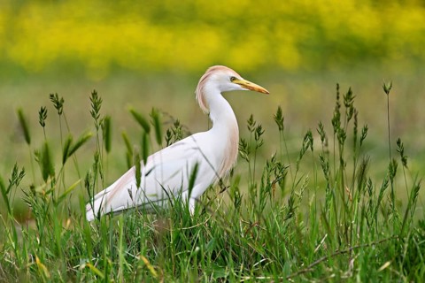 Cattle egret (Bubulcus ibis), foraging in a meadow, Camargue, southern France, France
