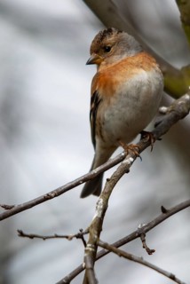 Mountain finch, brambling, fringilla montifringilla, birds, female, high size, portrait format,