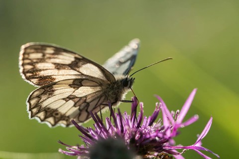 Board game, women's board, marbled white, melanargia galathea, checkerboard, butterfly, insects,