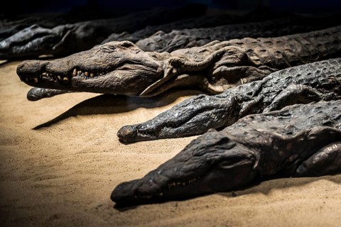 Mummified crocodiles, mummies, Kom Ombo Temple, Upper Egypt, Egypt