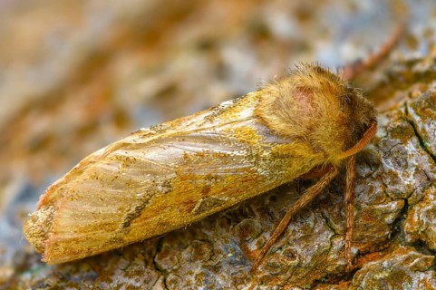 Ampfer root borer, hepialus sylvina, mallow root spinner, orange swift, triodia sylvina, root