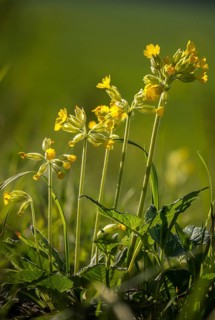 Primrose, primula officinalis, primula veris, primulaceae, cowslip, meadow cowslip, common cowslip,