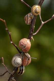 Banded snails, cepaea, cepaea nemoralis, grove snail, hornsnail, helicidae, snails, black-mouthed