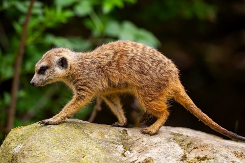 Meerkat (Suricata suricatta) walking on a rock, captive, occurrence Africa