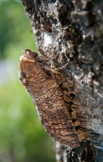 Cossus Cossus, Goat Moth, Sweden, willow borer, butterfly, high size, portrait, insects, moths,