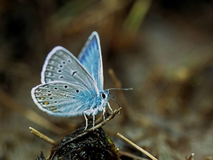 Amanda's blue, polyommatus amandus, magnificent blue, bird wit blue, butterfly, insects, leo, male,