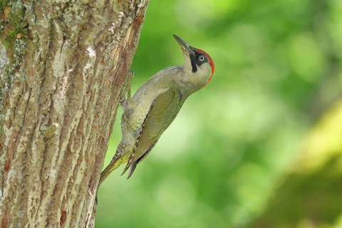 Green Woodpecker (Picus viridis) – a female at her nesting hole in an old oak tree, wildlife,