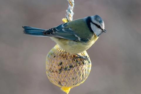 Blue tit, parus caeruleus, birds, feeding, tits, passeri, songbirds, songbirds, tits, birds, winter