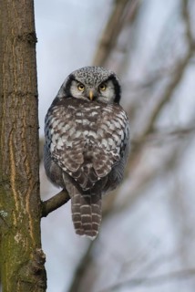 Hawk owl, sparrow owl, surnia ulula, birds, owls, high size, portrait format, northern hawk owl,