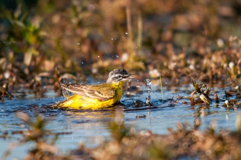 Motacilla flava, sheeptail, western yellow wagtail, yellow wagtail, birds, male, passeri,
