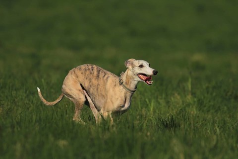 Whippet racing, Whippet running, A whippet sprints happily across the green meadow, Running