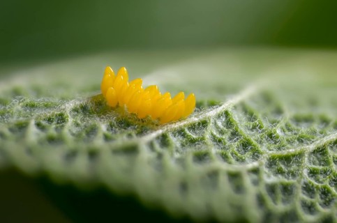 Coccinella septempunctata, seven-spotted ladybird, beetle, coleoptera, eggs, clutches, insects,