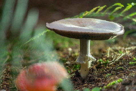 Agaricus silvicola, agaricus sylvicola, anischampignon, champignon, thin-fleshed anise gerling,