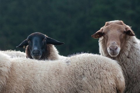 Artiodactyla, Coburg fox sheep, domestic sheep, even-toed ungulate, domestic sheep, Ovis Gmelini
