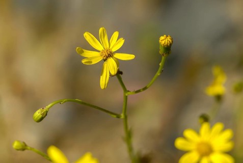 Graywort, neophyte, narrow-leaved ragwort, Senecio inäquidens, South African ragwort, flora,