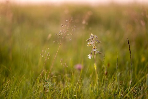 Common marsh root, epipactis palustris, orchidaceae, orchids, orchid family, swamp sitter, marsh