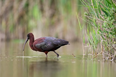 A Glossy ibis (Plegadis falcinellus) wades through a pond in search of food, Camargue, southern