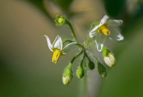 European black nightshade, nightshade, black nightshade, black nightshade, solanaceae, solanum