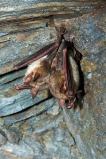 Greater mouse-eared bat, mouse-ear, myotis myotis, bats, chiroptera, bats, high size, vertical