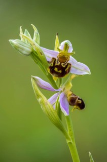 Bee ragwort, ophrys apifera, orchidaceae, orchids, orchid, bee orchid, flora, high size, vertical