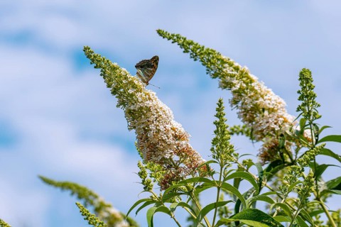 A butterfly rests on a flowering buddleia (Buddleja) against a blue sky, Ternitz, Lower Austria,