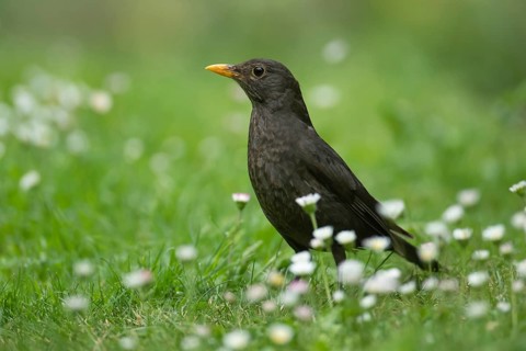 European blackbird (Turdus merula) adult female bird amongst flowering daisies on a garden grass
