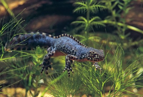 Alpine newt, mountain newt, ichthyosaura alpestris, mesotriton alpestris, triturus alpestris,