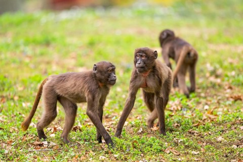 Gelada (Theropithecus gelada) youngsters running over a meadow playing with each other, captive,