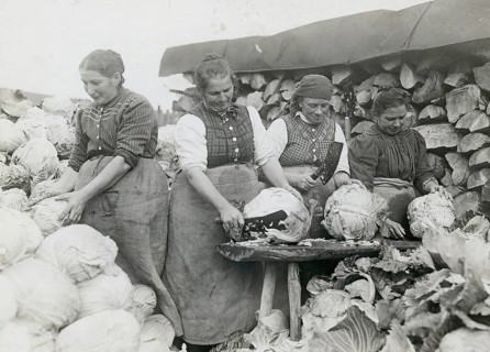 Bavaria, white cabbage, cleaning cabbage for the market, woman's work, agricultural work, poverty,