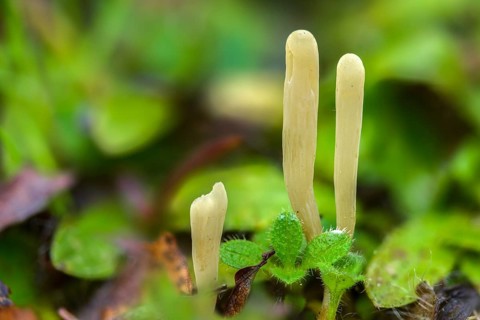 Clavaria Krieglsteineri, constricted mace, false-colored club, fungi, fungus, mushrooms