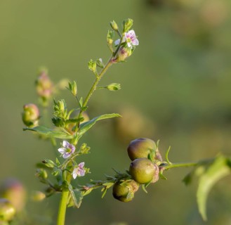 Pale Gauchheil Honorary Prize, Reddish Water Honorary Prize, Veronica Catenata, Water Honorary