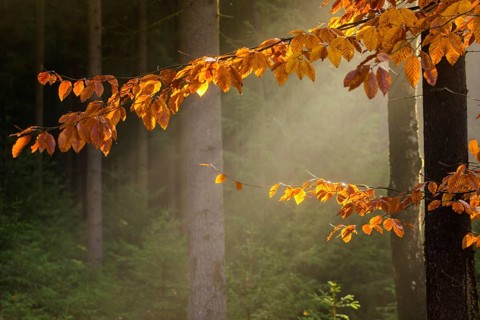 Germany, Greiz, Pöllwitzer Wald, Thuringia, autumn, tree, trees, autumn, tree, forest, wood