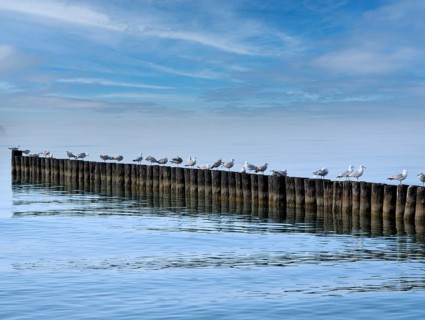 Seagulls on groves Ahrenshoop Baltic Sea Germany