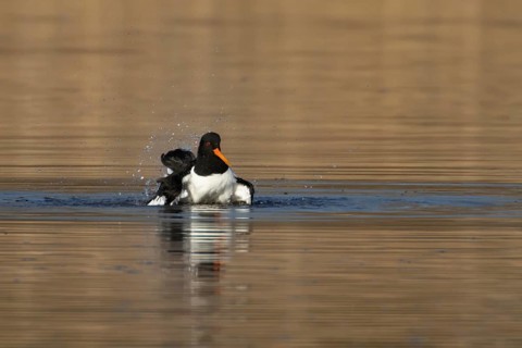 Eurasian oystercatcher (Haematopus ostralegus) adult wading bird bathing in a lake, England, United