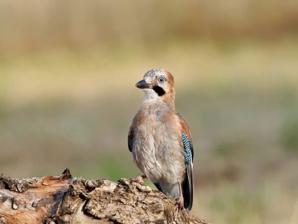 Eurasian Jay (Garrulus glandarius), a young bird perched on a root, Solms, Hesse, Germany