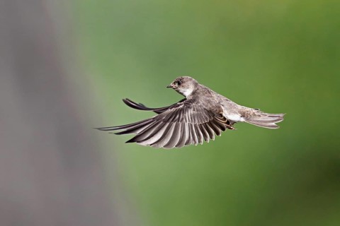 Sand martin (Riparia riparia), approaching the breeding tube, Reussegg nature reserve, Canton