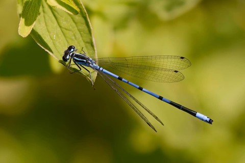 Azure damselfly, coenagrion puella, horseshoe azuremaid, damselflies, dragonflies, insects,