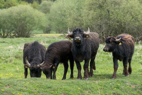 Artiodactyla, Bubalus Arnee, Even-Toed Ungulate, Frießnitzer See, Germany, Greiz, Pairhoofes,