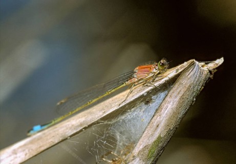 Blue-tailed damselfly, dragonfly, ischnura elegans, damselflies, dragonflies, insects, leo,